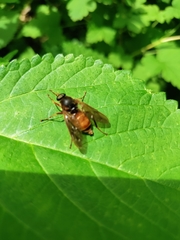 Coenomyia