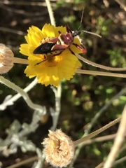 Apiomerus flaviventris