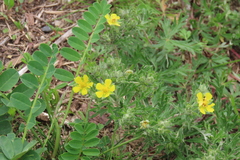Potentilla argentea