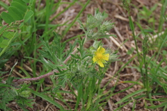 Potentilla argentea