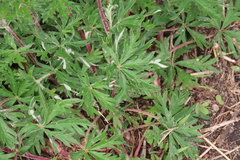 Potentilla argentea