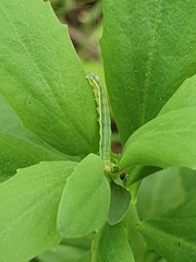 Heliothis viriplaca
