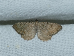 Philereme vetulata