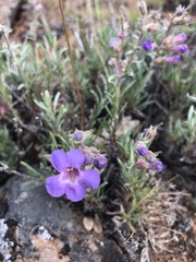 Penstemon gairdneri