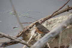 Turdus migratorius