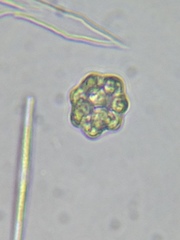 Coelastrum microporum