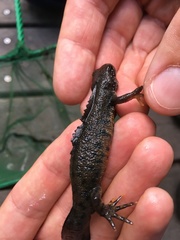 Triturus
