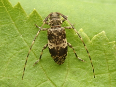 Leiopus linnei