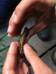 Triturus