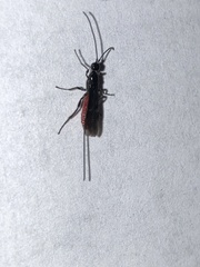 Atanycolus cappaerti