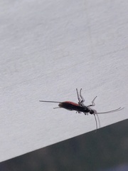 Atanycolus cappaerti