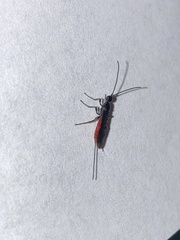 Atanycolus cappaerti