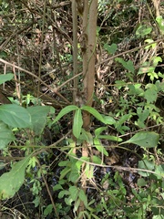 Aristolochia trilobata