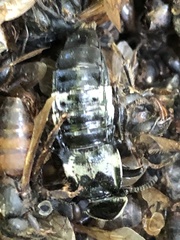 Creophilus maxillosus