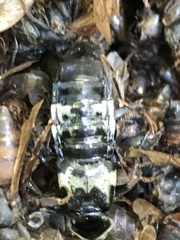 Creophilus maxillosus
