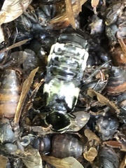 Creophilus maxillosus