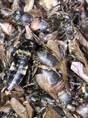 Creophilus maxillosus