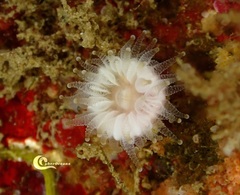 Caryophyllia