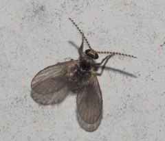 Trichomyia