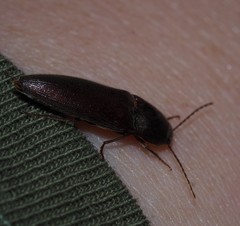 Hemicrepidius nemnonius