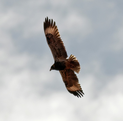 Hamirostra melanosternon