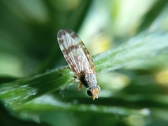 Sphenella marginata