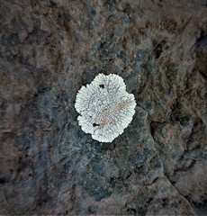 Lobothallia alphoplaca