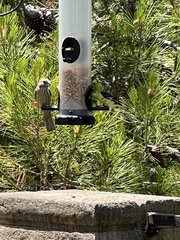 Haemorhous mexicanus