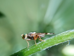 Sphenella marginata