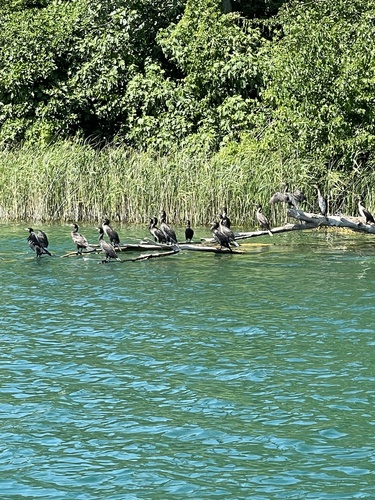 Vranci (Phalacrocoracidae)