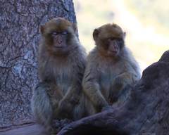 Macaca sylvanus