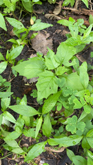 Chenopodiastrum simplex