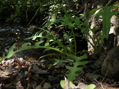 Lactuca canadensis