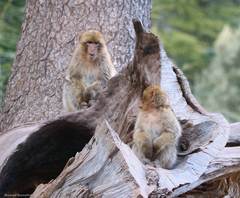 Macaca sylvanus