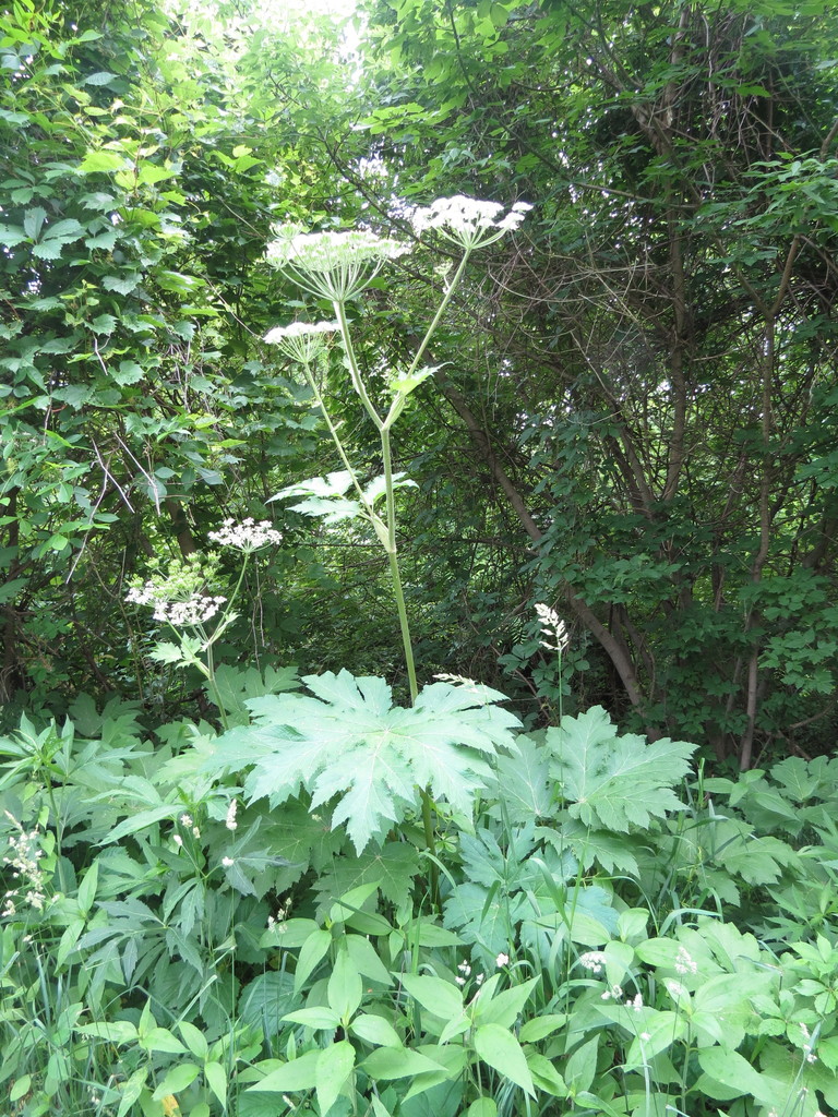 common cowparsnip from Rockford, IL, USA on June 13, 2022 at 01:06 PM ...