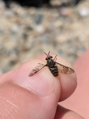 Chrysops fuliginosus