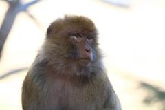 Macaca sylvanus