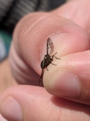 Chrysops fuliginosus