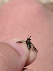 Chrysops fuliginosus