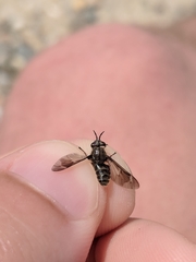 Chrysops fuliginosus