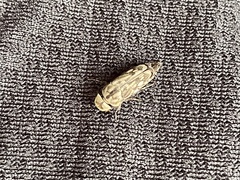 Yakuhananomia bidentata