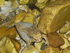 Bufo verrucosissimus
