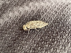 Yakuhananomia bidentata