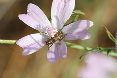 Trichodes flavocinctus