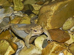 Bufo verrucosissimus