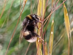 Bombus