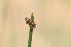 Trichodes flavocinctus
