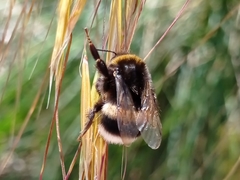 Bombus