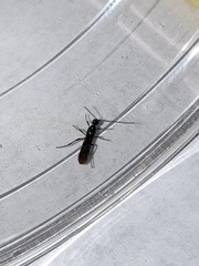 Atanycolus cappaerti