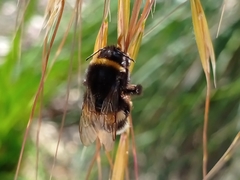 Bombus